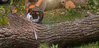 Best Tree Maintenance Programs  in Island Walk, FL