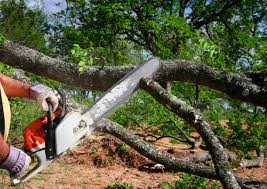 Best Leaf Removal  in Island Walk, FL