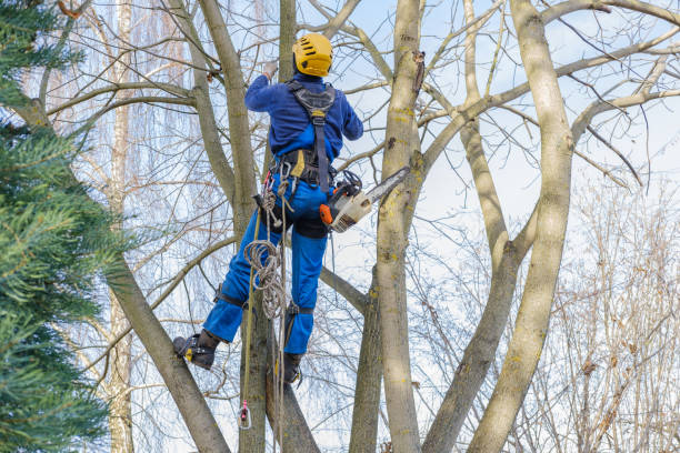  Island Walk, FL Tree Services Pros