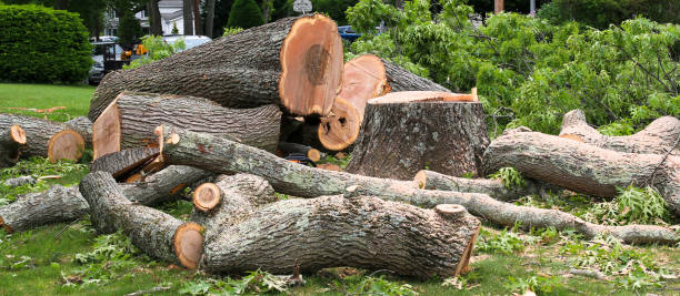 Best Commercial Tree Services  in Island Walk, FL