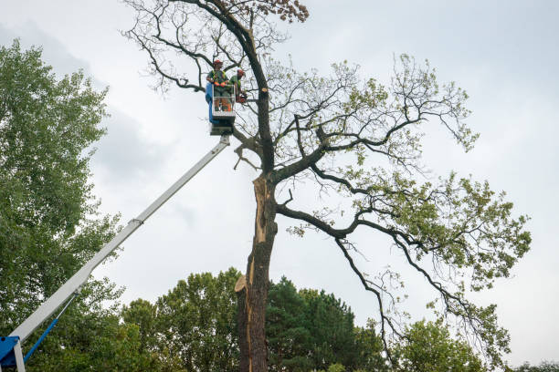 Best Hazardous Tree Removal  in Island Walk, FL