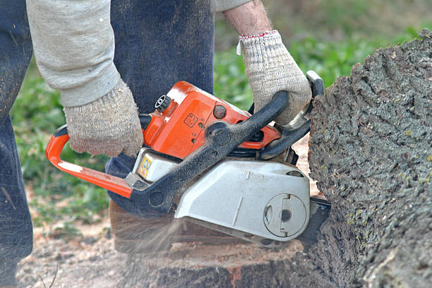 Best Tree Preservation Services  in Island Walk, FL