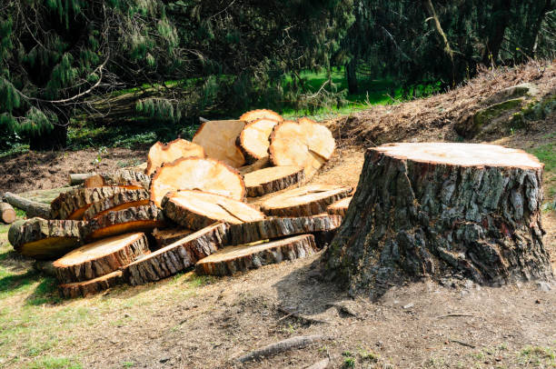 Best Firewood Processing and Delivery  in Island Walk, FL